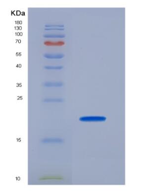 Recombinant Human Collagen Type XVII (COL17A1)