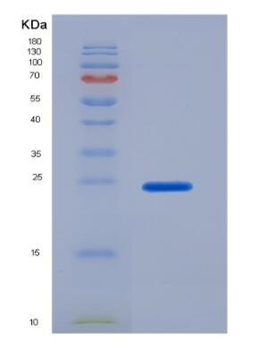 Recombinant Secreted Phosphoprotein 2 (SPP2)