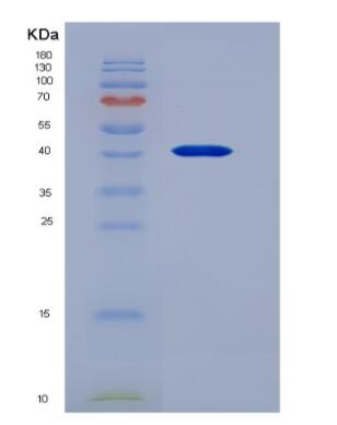 Recombinant mouse Noggin protein