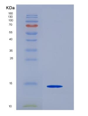 Recombinant Cluster of Differentiation 90 (CD90)
