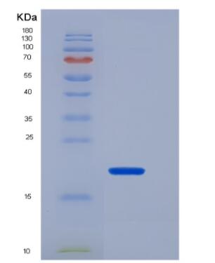 Recombinant Myoglobin (MYO)