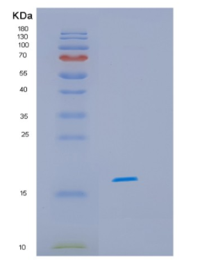 Recombinant Human HSPB11 Protein