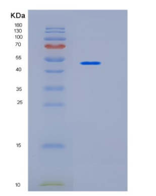 Recombinant Human ICOSLG Protein