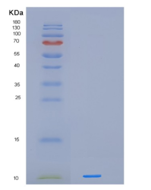Recombinant Human IER3 Protein
