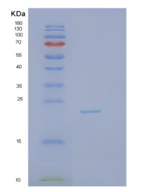 Recombinant Interleukin 1 Alpha (IL1a)