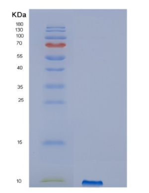 Recombinant Human IGF2 Protein