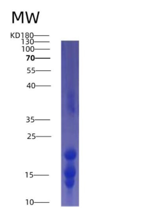 Recombinant Interleukin 15 (IL15)