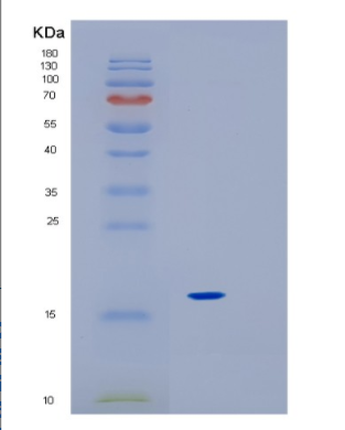 Recombinant Mouse IL18 Protein