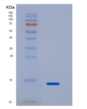 Recombinant Interleukin 33 (IL33)