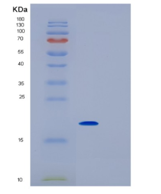 Recombinant Rat IL1rn Protein