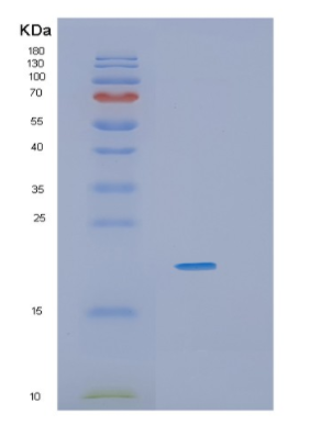 Recombinant Human IL36G Protein