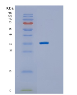 Recombinant Human ING2 Protein