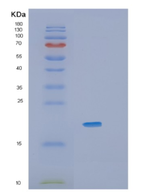 Recombinant Mouse Il36a Protein