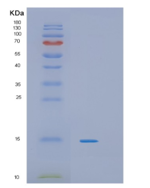 Recombinant Mouse IL4 Protein