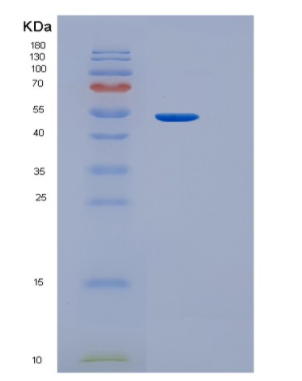 Recombinant Bacillus Intein Protein