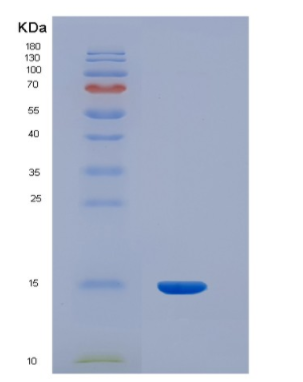 Recombinant Human INHBC Protein