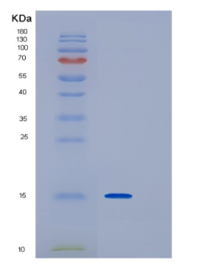 Recombinant Human IRF1 Protein