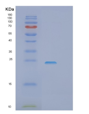 Recombinant Human ITPA Protein
