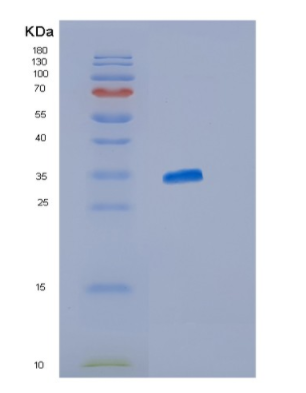 Recombinant Human ISG15 Protein