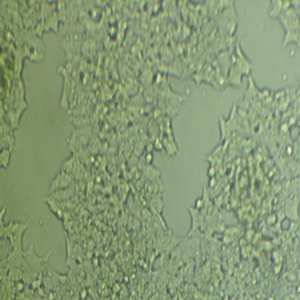 SCC-4细胞
