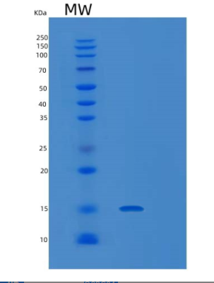 Recombinant Mouse Lair1 Protein