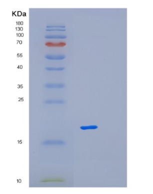 Recombinant Human MAGOH Protein