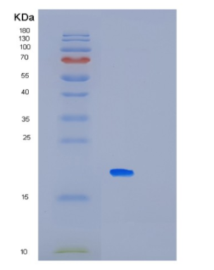 Recombinant Human MAGOHB Protein