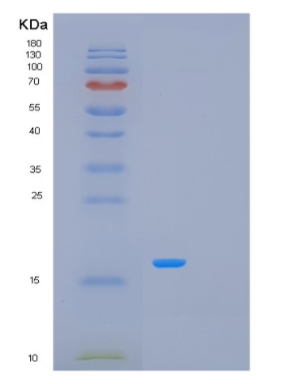 Recombinant Human MCEE Protein