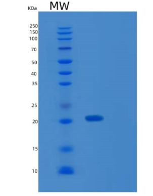Recombinant Mouse Metalloproteinase inhibitor 1 Protein