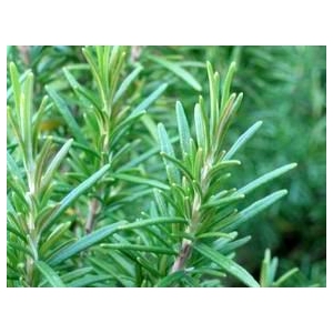 98%迷迭香酸，迷迭香酸98%