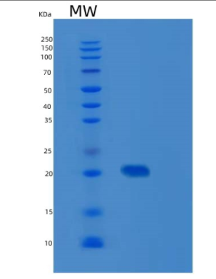 Recombinant Human Mimitin Protein