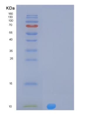 Recombinant Human MLANA Protein