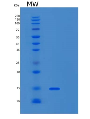 Recombinant Human MLLT11 Protein