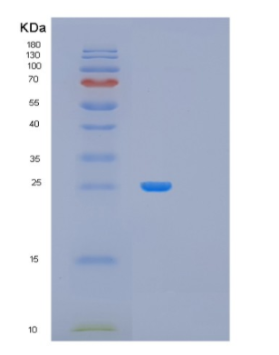 Recombinant Human MRRF Protein