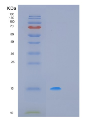 Recombinant Human MSTN Protein