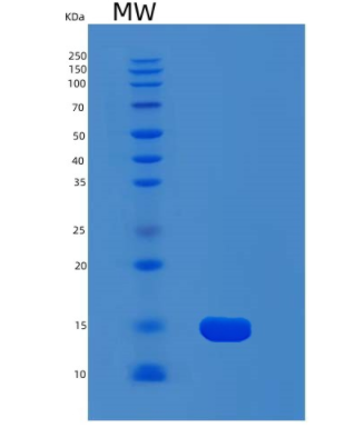 Recombinant Human MYCBP Protein