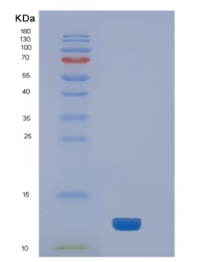 Recombinant Human NEDD8 Protein