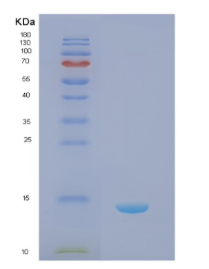 Recombinant Human NPPC Protein