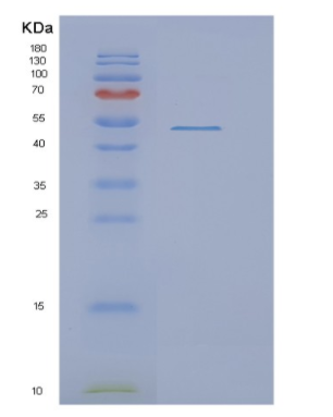 Recombinant E.coli NusA Protein