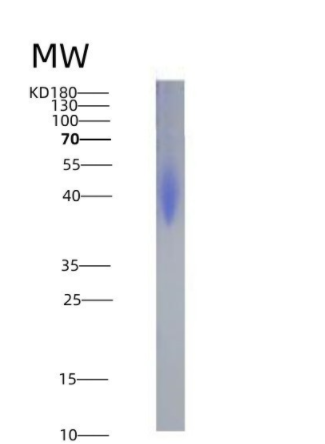 Eukaryotic Programmed Cell Death Protein 1 Ligand 2 (PDL2)