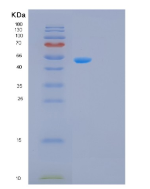 Recombinant Human PDCD4 Protein