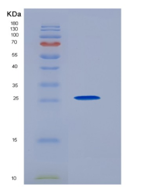 Recombinant Programmed Cell Death Protein 1 Ligand 2 (PDL2)