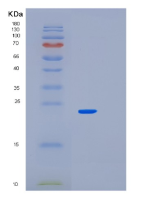 Recombinant Mouse Park7 Protein