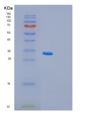 Recombinant Human PA1 Protein