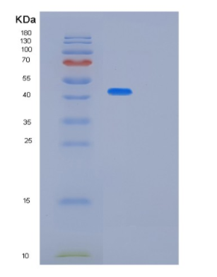 Recombinant Human PA2G4 Protein