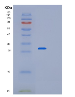 Recombinant Human Peroxiredoxin 6 Protein