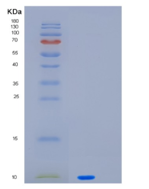 Recombinant Human PF4V1 Protein
