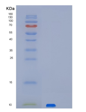 Recombinant Human PET117 Protein