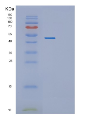Recombinant Human PGK2 Protein