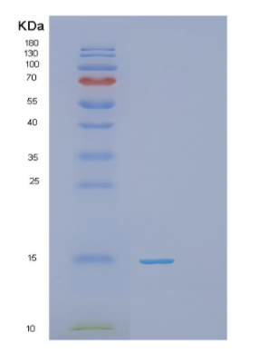 Recombinant Human PHPT1 Protein